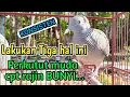 Download Lagu cara merawat perkutut rajin bunyi ( dg mudah )