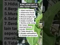 Download Lagu KUNCI AGAR HATI DAN JIWA TETAP TENANG