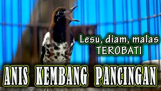 Download PANCINGAN ANIS KEMBANG YANG BIKIN BUNYI ANIS KEMBANG LAIN MP3