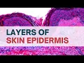 Layers of Skin Epidermis