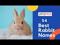 Best Rabbit Names - Complete Rabbit Name Ideas