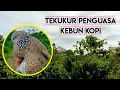 Download Lagu Tekukur Penguasa Kebun Kopi Kita Amankan, Memang Kalo Tekukur Gar4ng Tak Butuh Waktu Lama