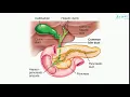 choledochus