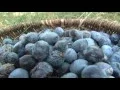 Download Lagu Szilvapálinka főzés - Székelyföldi Népi Mesterségek