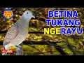 Download Lagu suara burung Perkutut BeTINA memanggil Jantan - suara memancing bunyi