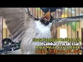 Download Lagu Suara Burung Kutilang Gacor ASLI Tanpa isian, Ampuh untuk Pikat Kutilang bikin kutilang Ribut gacor