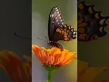 Download Lagu Butterfly 🦋 sound