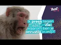 Lagu Zo krijg je rust in de apenkooi van je hart!