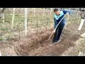 Download Lagu Grow Grape Vines from Cuttings: Hardwood Propagation.