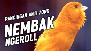 kenari gacor panjang untuk masteran murai batu dan pancingan kenari paud belajar bunyi 022 