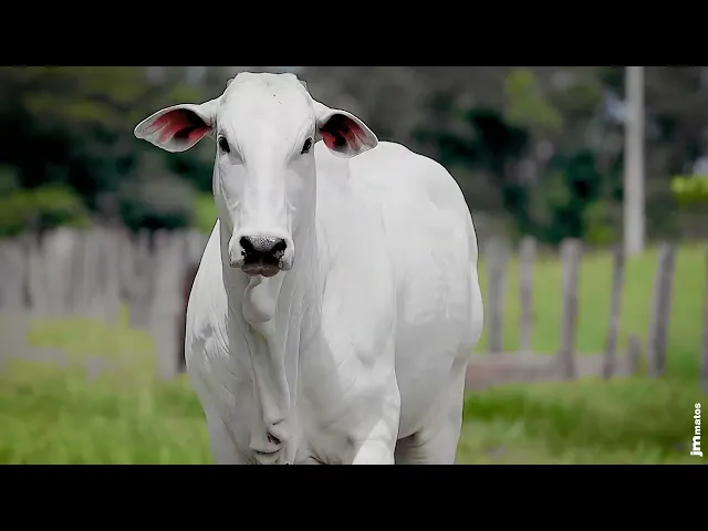 Novilha Nelore GNRN - 47