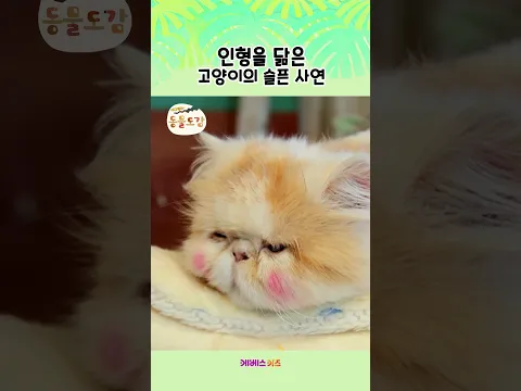 인형을 닮은 고양이, 왜 버려졌을까?ㅣ에그박사 동물도감ㅣKBS 241231 방송