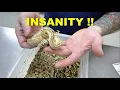This Is One Insane Freeway Ball Python My First One Ever Clutch Update