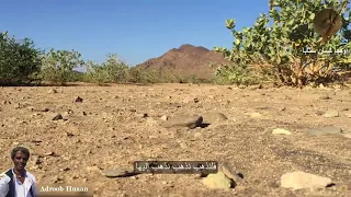 محمد البدري 1995 سنكات وهبيت آبا 