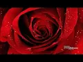 Larry Sparks - Don't Neglect The Rose