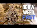 How to Grow Weed Easily in DWC Seed to Harvest