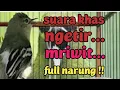 JERiTAN sirtu/cipow memanggil lawan dengan suara khas Mriwit.. Ngetir..Narung..lawan bakal naikEMOSI