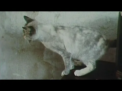 Oggi è Primavera (Claudio Pazienza, 1988)
