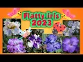Download Lagu Unboxing my flatty Iris || beautiful flower 2023