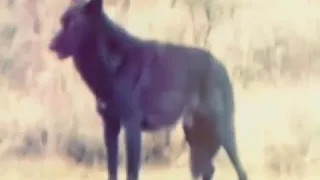 شعر بدوي يا ذيب ما جتني الدنيا على الكيف 