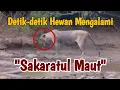 Download Lagu DETIK-DETIK KEMATIAN HEWAN - SAKARATUL MAUT😱😱