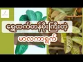 Download Lagu ထင်မှတ်မထားတဲ့ မာလကာရွက်ရဲ့အစွမ်း