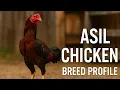 Chicken Breed Profile - The Asil Aseel