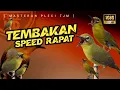 🔴 LIVE Masteran Pleci Tembakan Speed Rapat Mewah Untuk Lomba