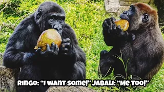 When it comes to coconuts, Ringo and Jabali have exactly the same taste. 😋❤️說到椰子，林戈和呷百二的口味完全一致！