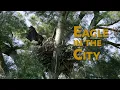 Eagle in the City