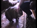 Video di NONONONO Cat