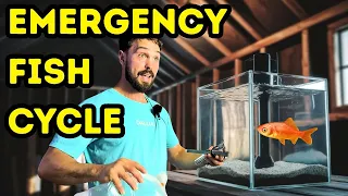The Trick To INSTANTLY Cycle A Fishtank