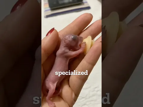 You won't believe what this rescued pink blob grew up to be! 🥺❤️