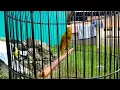 Download Lagu kenari isian Lovebird \u0026 ciblek gunung