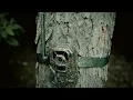 MAGIC EAGLE eaglecam5 unboxing and review TRAIL CAMERA hunting