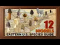 MOREL MUSHROOMS OF THE EASTERN UNITED STATES