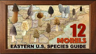 MOREL MUSHROOMS OF THE EASTERN UNITED STATES