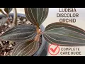 Download Lagu How to Care for Ludisia Discolor Orchid? A Complete Guide for Jewel Orchid