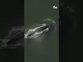 Whale nearly hits lifeguard boat off Jones Beach on Long Island NBC New York