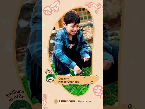 #ElNiñoFungi| Hongo «Coprinus» 👦🍄