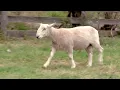 LOT 17 - HIGH ROAD SHEEP