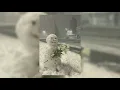 Sia - Snowman (Slowed + Reverb) | Aesthetic Vibe #It's vedxex 🎧❄️
