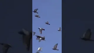 فات الميعاد ام كلثوم Om Kalthoum 