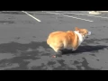Watson the Corgi running at 240fps