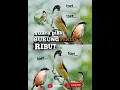 Download Lagu Suara pikat burung cendet ribut #shortvideo #fyp #pentetjatim #cendet #kicaumania