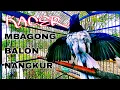 Kacer Mbagong, Balon, Nangkur mendengar Suara burung Kacer lainnya.