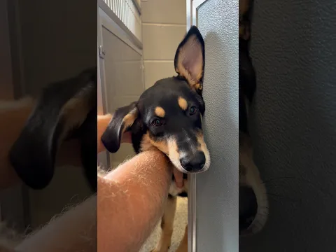 Giving an overlooked shelter puppy the day he deserves!