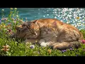 Download Lagu Ontspannende muziek voor katten 🐾 | Geen advertenties Muziek om je kattenvrienden in slaap te sus...