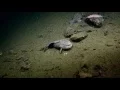 Blob Sculpin Sightings Nautilus Live