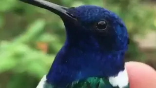 هذا خلق الله فأروني ماذا خلق الذين من دونه    منصور السالمي دندنها